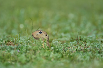 Cute European ground squirrel, gopher (Spermophilus citellus, Ziesel) sitting on a field