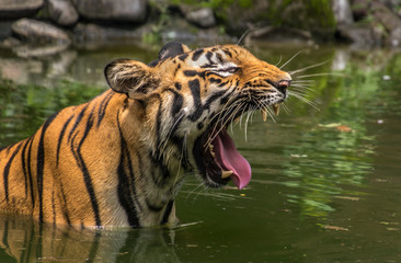Naklejka premium Bengal Tiger yawns submerged in the water of a marshy swamp at Sunderbans National Park