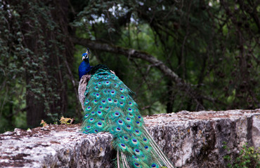 peacock on wall