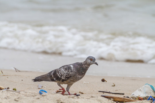 Pigeon(columbidae)On Sandy Beach / Pigeon (columbidae) Walking On Sandy Beach Near The Sea.