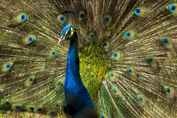 Obrazy na Plexi  Śliczny ptak paw indyjski z otwartymi piórami w zoo w Kalkucie.