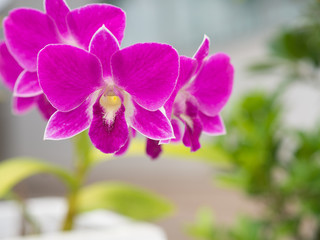Purple orchids in coffee shops. in Thailand.