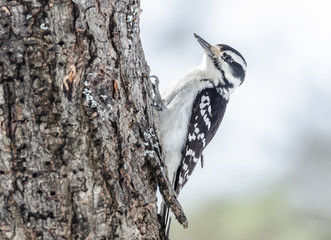 Downy woodpecker - Picoides pubescens -  this one not marked with red crown but common white spotted feathers on wing, can be seen throughout most of North America.