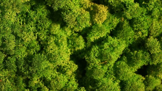 Reindeer moss wall, green wall decoration made of reindeer lichen Cladonia rangiferina