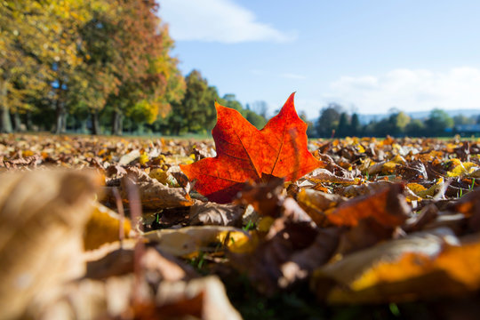 Autumn leaves covering grass, one deeply coloured leaf glowing in the sunshine