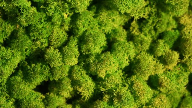 Reindeer moss wall, green wall decoration made of reindeer lichen Cladonia rangiferina