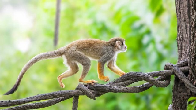 Squirrel monkey in natural habitat, rain forest and jungle, playing and moving around. Slow motion 4K footage