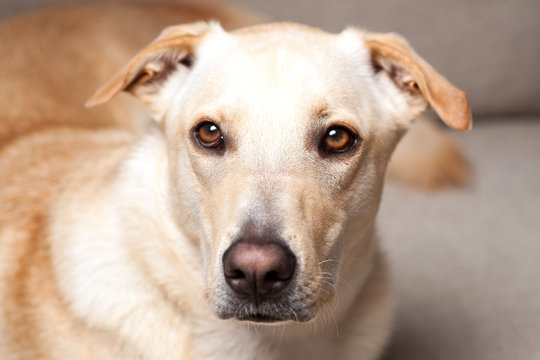blonde, mix bred dog sitting on a sofa and looking focused with his beautiful eyes wide open