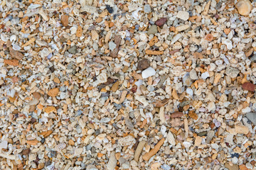 Shells and coral on beach for background