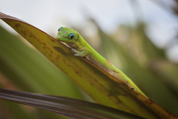 Gecko on leaf