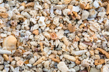 Shells and coral on beach for background