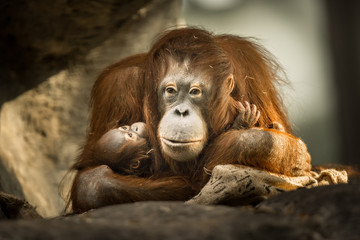 Motherly love © Dale