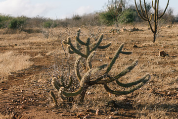 Pilosocereus polygonus known as "xique xique" is a common cactus in the Caatinga biome in Brazil