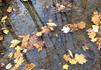 Autumn Reflection