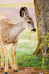 Mule Deer Frolicking on a Colorado Spring Afternoon