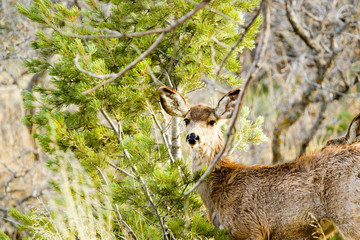 Mule Deer Frolicking on a Colorado Spring Afternoon