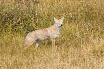 Coyote hunting