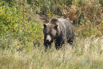Bear walking in grass
