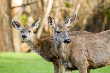Mule Deer Frolicking on a Colorado Spring Afternoon