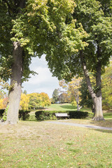Park bench under large mature trees in park