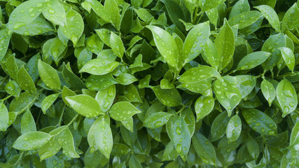 Green leaves for background