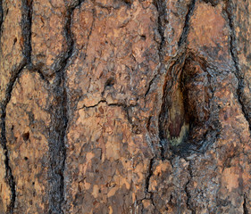 redwood tree bark close up with knot hole 