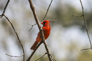 Male Cardinal (1)