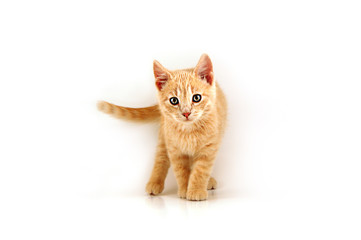 ginger-kitten01