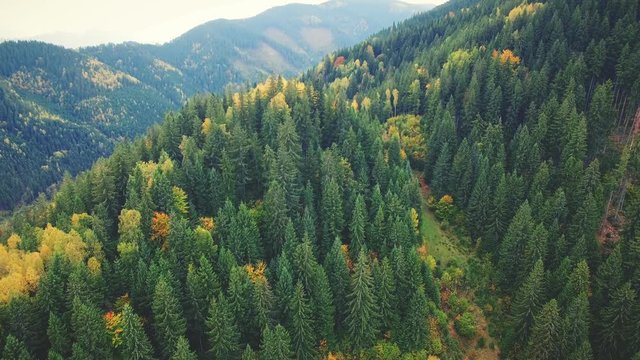 Aerial Drone Footage View: Flight over autumn mountains with forests, meadows and hills in cloudy day. Carpathian Mountains, Ukraine, Europe. Majestic landscape. Beauty world. 4K resolution.