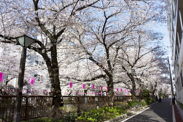 目黒川の桜