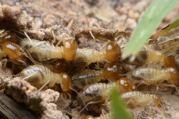 termite