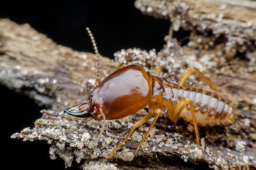 termite