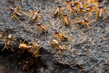 termite