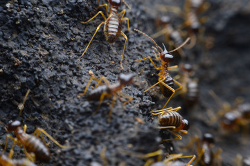 termite