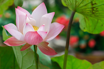 The beautiful blossoming lotus ..