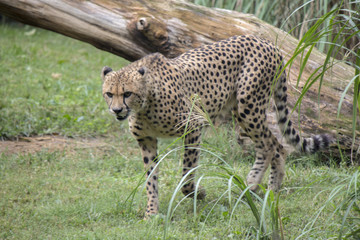 Cheetah stalking