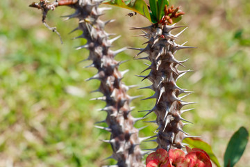 Crown of thorns