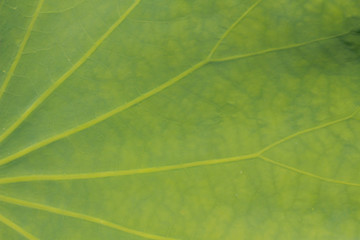 The texture of leaf