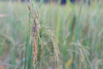 Ear of paddy in rice field.
