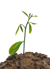 plant tree growing on a white background