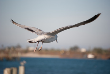 Flying Seagull