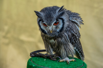 Bébé hibou
