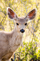 Mule Deer Herd in the Pike National Forest