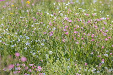 Fototapeta premium Beautiful pink flowers in the meadow.