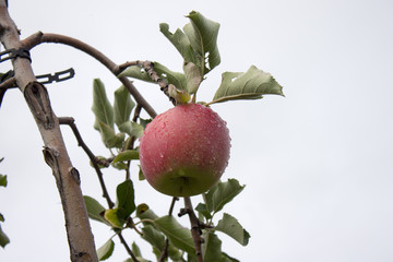 Apple Hanging on a Tree