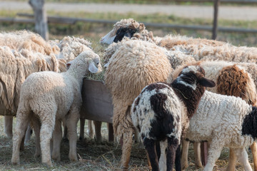 Naklejka premium Feeding the sheep farm
