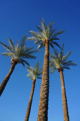 Obraz premium low angle view of palm tree in the morning sunlight