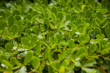 Fototapeta na wymiar Rain drops on fresh green leaves.