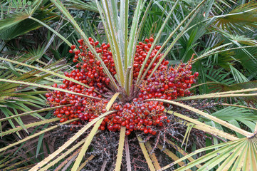 зеленый, тропический пальмовый лес