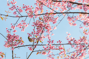 beautiful bird on Cherry blossom flower or Himalayan Cherry flow